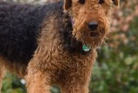 Airedale Terrier Dogs