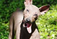 American Hairless Terrier Rescue