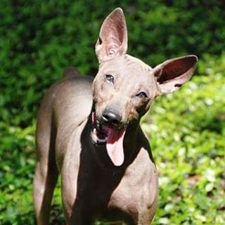 American Hairless Terrier Rescue