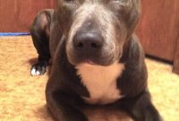 American Pitbull Terrier For Sale