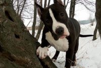 American Staffordshire Terrier For Sale