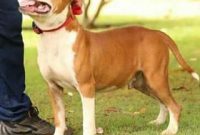 American Staffordshire Terrier Pitbull