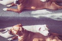 American Staffordshire Terrier Vs Pitbull