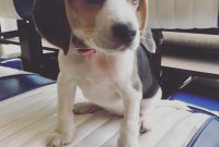 Beagle Rescue