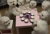 Bichon Frise Puppies For Sale