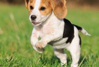 List of Cute Dog Names 2017