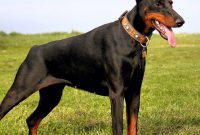 List of Dog Breeds by Group - UK Dog Breeds