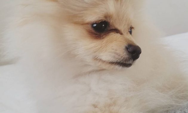 cute pomeranian puppies for sale