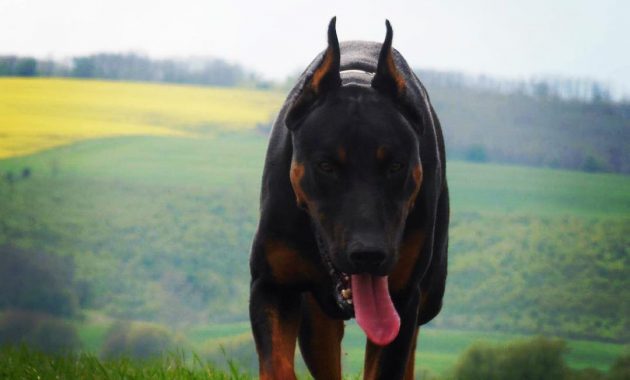 how much do doberman puppies cost