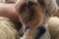 pictures of teacup yorkies for sale