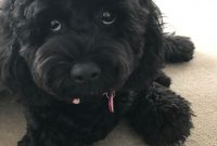 List of Black Dog Names 2017 With S