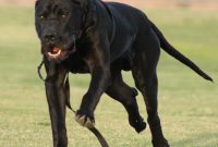 List of Black Dog Names 2017 With W