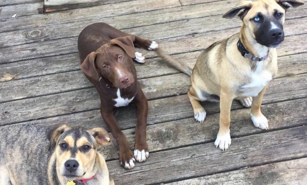 gerberian shepsky puppies for sale texas