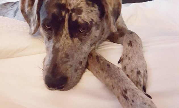 great dane puppies for free