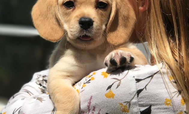 pekingese beagle mix puppies for sale