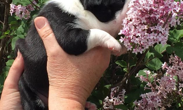 Boston Terrier Puppies For Sale Near Me