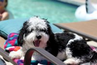 Havanese Puppies For Sale Near Me