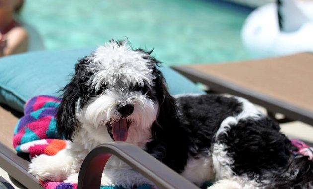 Havanese Puppies For Sale Near Me