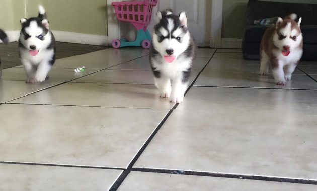 Husky Puppies For Sale Near Me