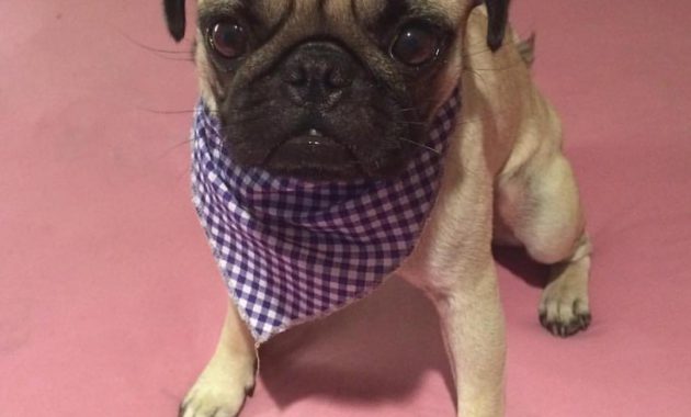 Pugs For Sale Near Me Features