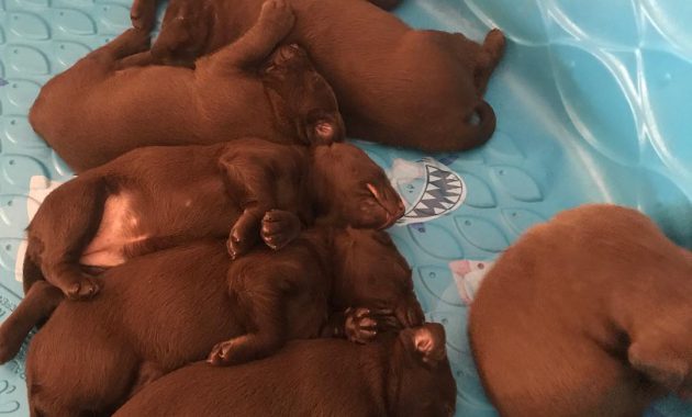 akc chocolate lab puppies for sale