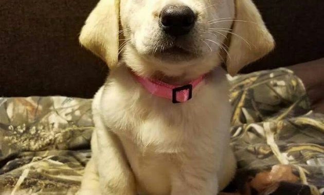 akc yellow lab puppies for sale