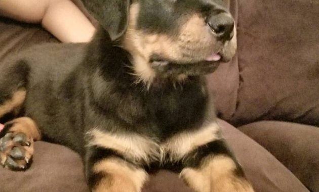 american rottweiler puppies for sale