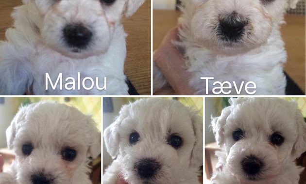 bichon frise puppies for adoption