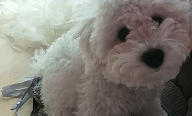 bichon frise puppies for sale in ga