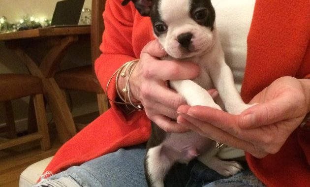 boston terrier puppies for sale in california