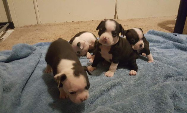 boston terrier puppies for sale in indiana