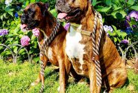 cheap boxer puppies for sale