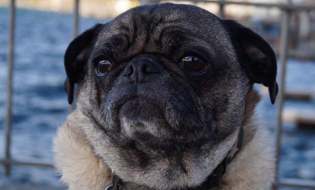 Pug Breeders Near Me - an in Depth Anaylsis on What Works and What Doesn't