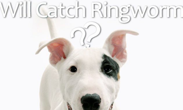 dog ringworm pictures