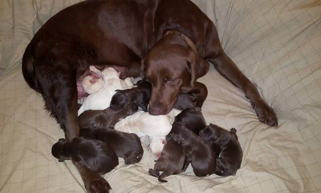 Chocolate Lab Puppies For Sale Near Me Ideas