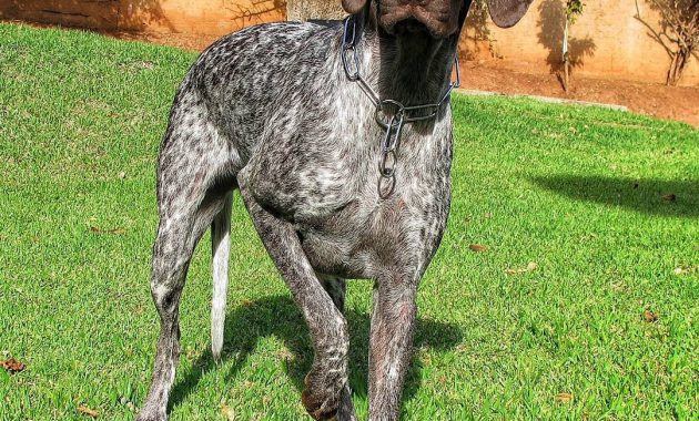 german shorthaired pointer puppies for sale in ga