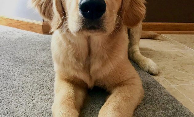 golden retriever puppies for sale in ohio