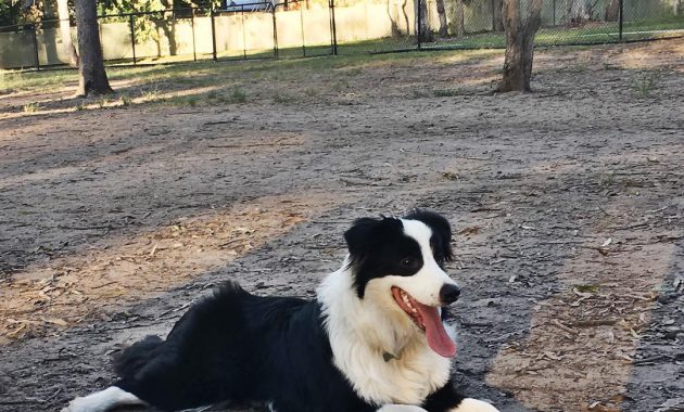 how much are border collies worth