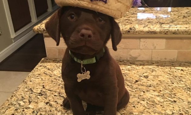 Chocolate Lab Puppies For Sale Near Me Ideas