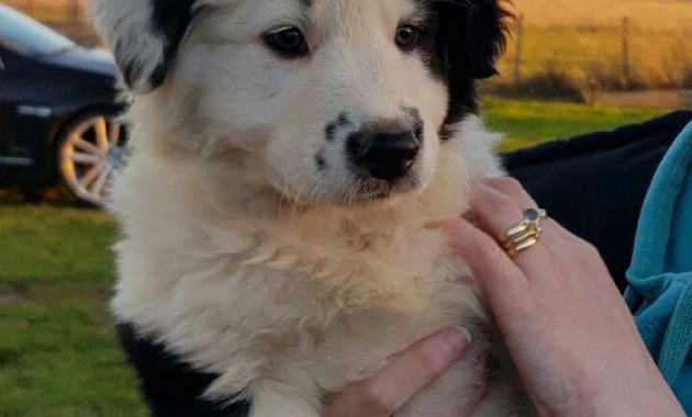 miniature border collie puppies for sale