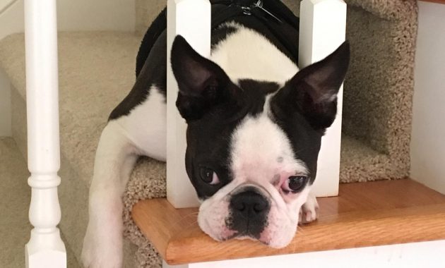 Boston Terrier Puppies For Sale Near Me Explained