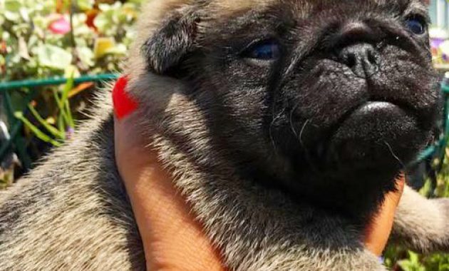 pugs puppies for sale