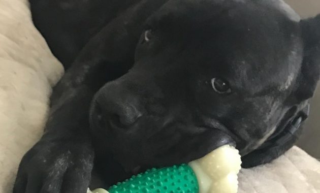 puppy teething toys freeze