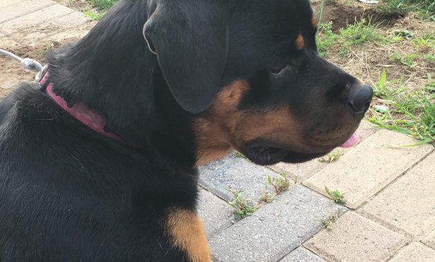 rottweiler puppies for sale in nj