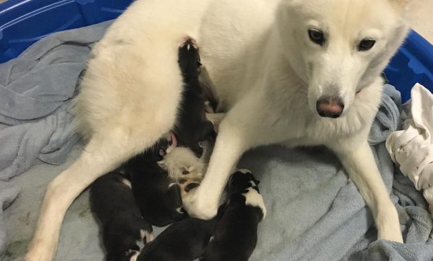 siberian husky puppies for adoption