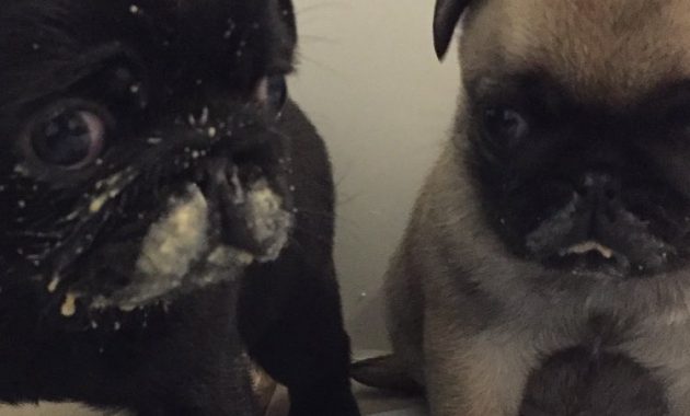 teacup pug puppies for sale