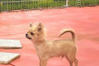 Chihuahua Puppies For Sale Near Me