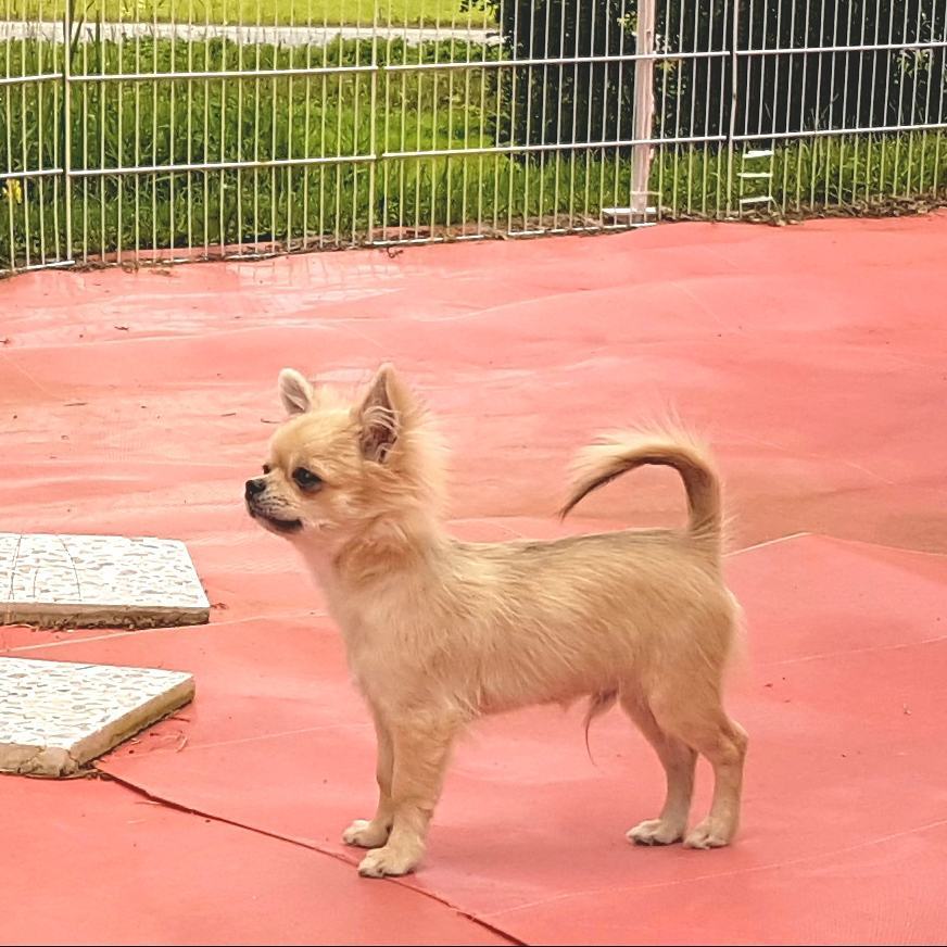 Chihuahua Puppies For Sale Near Me