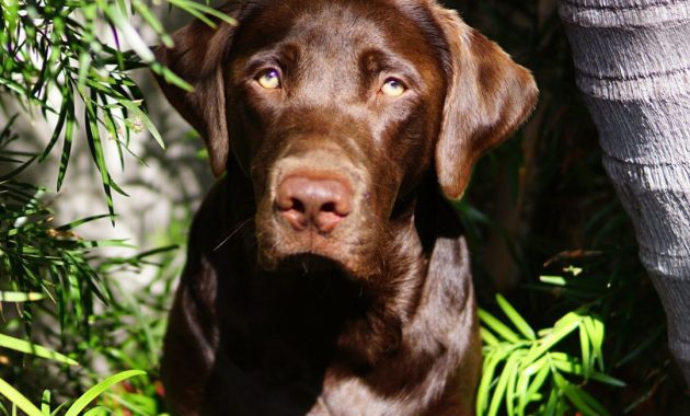 Chocolate Lab With Blue Eyes For Sale
