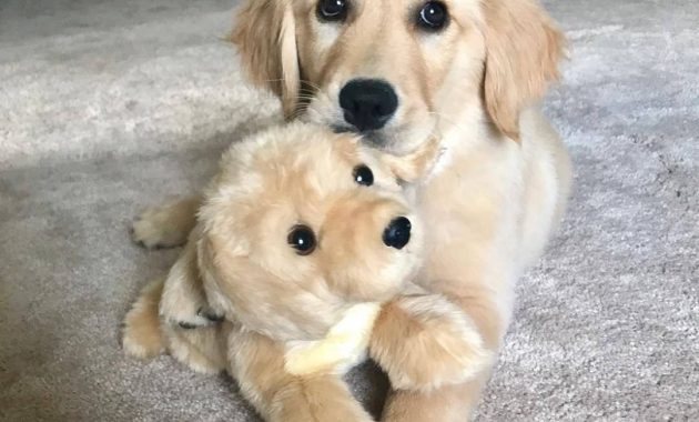 How Much Is A Golden Retriever Puppy